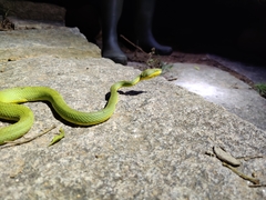 Craspedocephalus gramineus