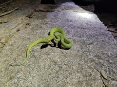 Craspedocephalus gramineus