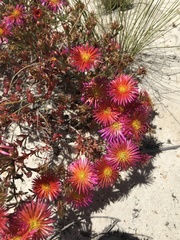 Lampranthus glaucoides