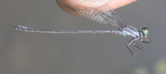 Pseudagrion kersteni