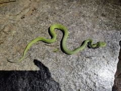 Craspedocephalus gramineus