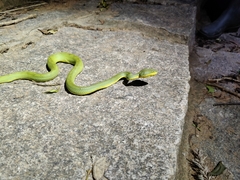 Craspedocephalus gramineus