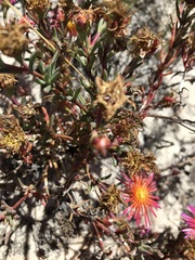 Lampranthus glaucoides