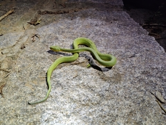 Craspedocephalus gramineus