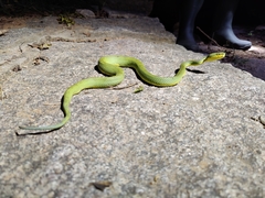 Craspedocephalus gramineus