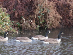 Branta canadensis