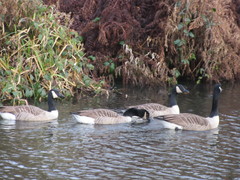 Branta canadensis