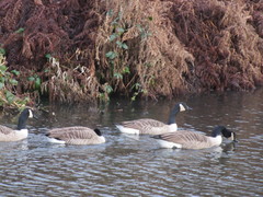 Branta canadensis