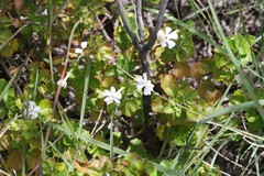 Chascanum cuneifolium