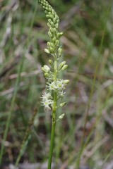 Drimia anomala
