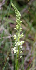 Drimia anomala