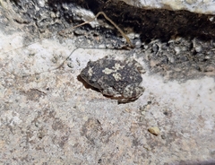 Duttaphrynus hololius