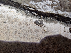 Duttaphrynus hololius