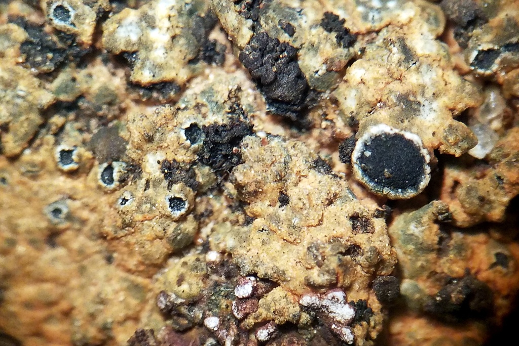 Aspicilia praecrenata
