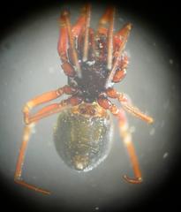 Lophomma punctatum
