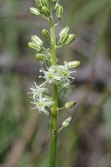 Drimia anomala