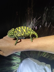 Chamaeleo zeylanicus