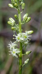 Drimia anomala
