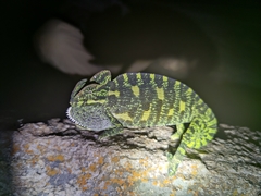 Chamaeleo zeylanicus