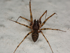 Lepthyphantes minutus