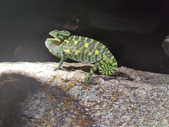 Chamaeleo zeylanicus