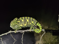 Chamaeleo zeylanicus