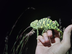 Chamaeleo zeylanicus