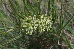 Xysmalobium involucratum