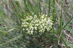 Xysmalobium involucratum
