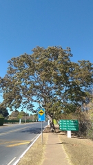 Pterodon emarginatus