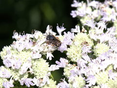 Pseudoanthidium nanum