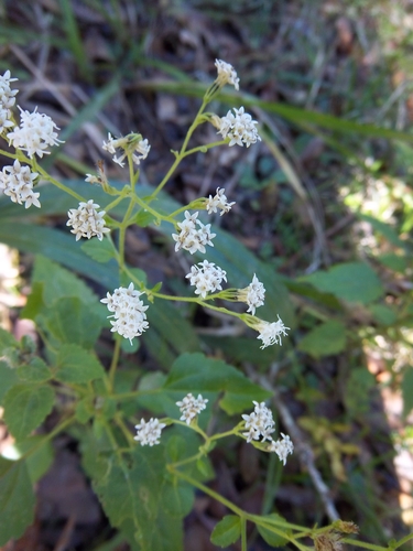 Ageratina image