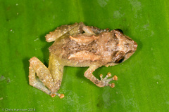 Diasporus