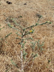 Centromadia parryi rudis