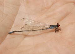 Pseudagrion sublacteum