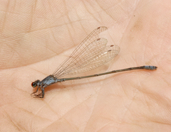 Pseudagrion sublacteum