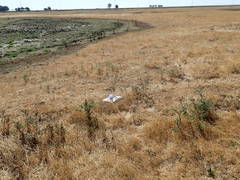 Centromadia parryi rudis