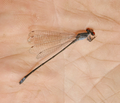 Pseudagrion sublacteum