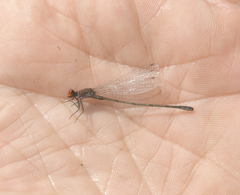 Pseudagrion sublacteum