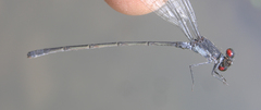 Pseudagrion sublacteum