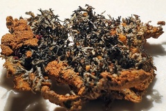 Aspicilia filiformis