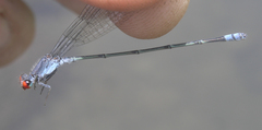 Pseudagrion sublacteum