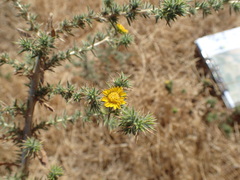 Centromadia parryi rudis