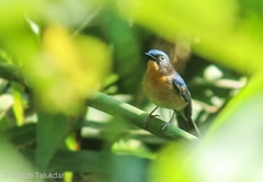 Cyornis whitei