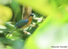 Cyornis whitei