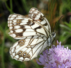 Melanargia ines