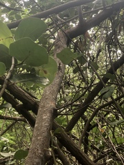 Anolis acutus