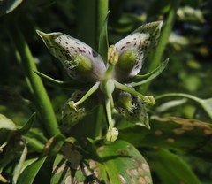 Frasera caroliniensis