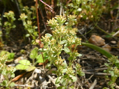 Troglophyton parvulum