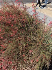 Russelia equisetiformis